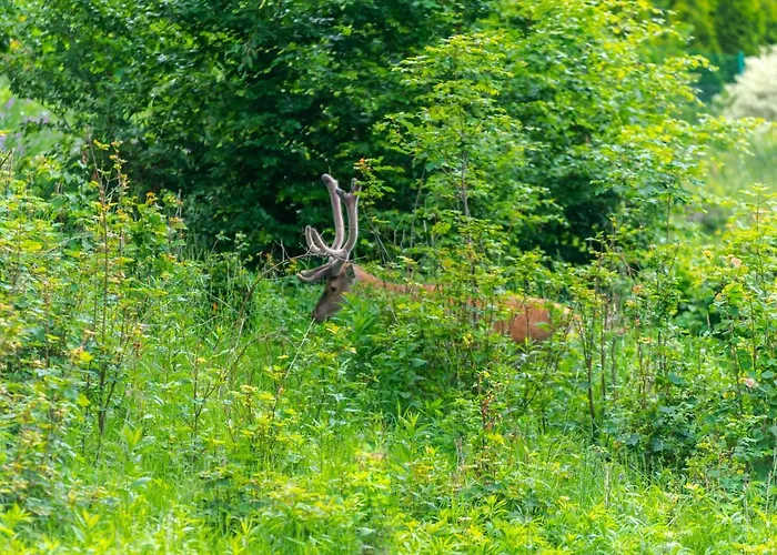 Vintage Appartement Szklarska Poręba