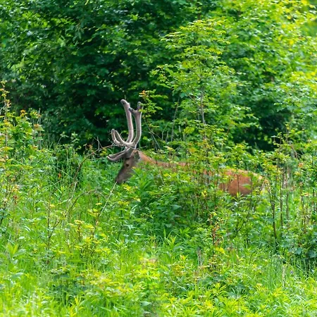 Vintage Appartamento Szklarska Poręba